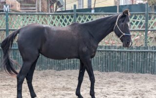Ebony tabela nepal horse