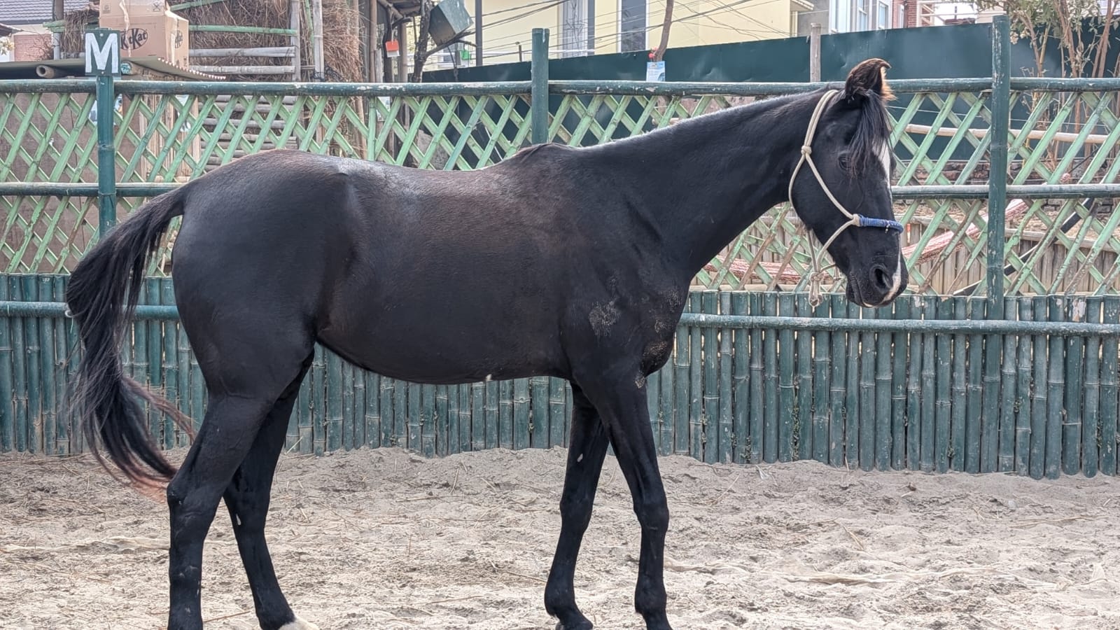 Ebony tabela nepal horse
