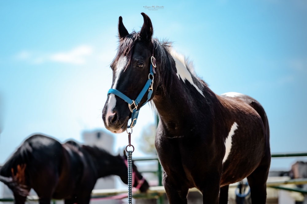 Kali Tabela Nepal horse