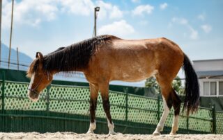 Luri - Tabela Nepal horse