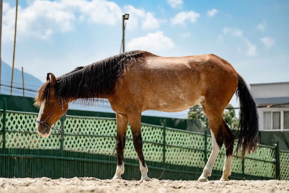 Luri - Tabela Nepal horse
