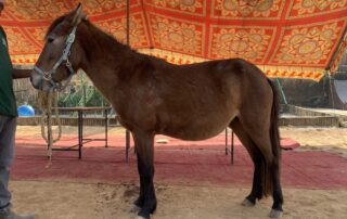 Maya Tabela Nepal horse