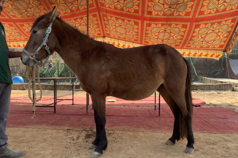 Maya Tabela Nepal horse